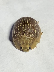 Paropsis lutea