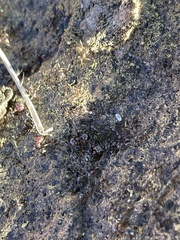 Pheidole obtusospinosa