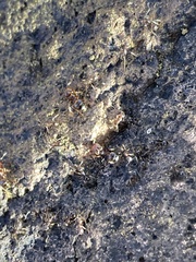 Pheidole obtusospinosa
