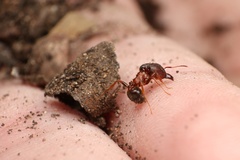 Pheidole obtusospinosa