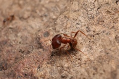 Pheidole obtusospinosa