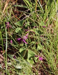 Oxalis bowiei