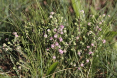 Erica cooperi