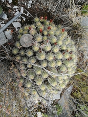 Echinocereus zapalinamensis