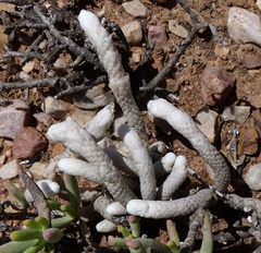 Anacampseros papyracea