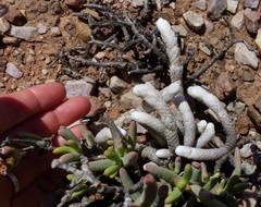 Anacampseros papyracea