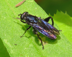 Chalcosyrphus chalybeus