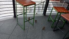 Passer domesticus