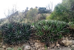 Agave convallis