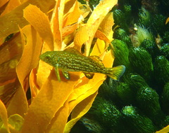 Aplodactylus arctidens
