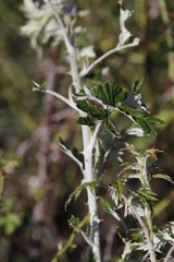 Rubus ludwigii