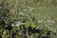 Rubus ludwigii