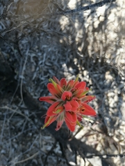 Castilleja rigida