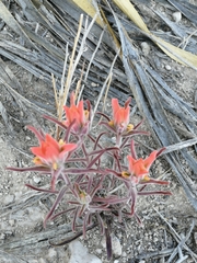 Castilleja rigida