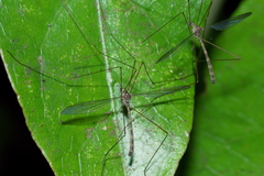 Limnophilella delicatula