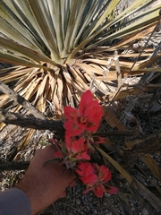 Castilleja rigida