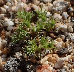 Loeflingia squarrosa