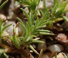 Loeflingia squarrosa