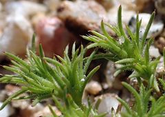 Loeflingia squarrosa