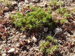 Loeflingia squarrosa