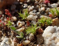 Loeflingia squarrosa