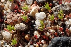 Loeflingia squarrosa