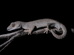 Strophurus williamsi