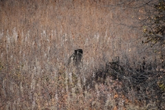 Ursus arctos beringianus