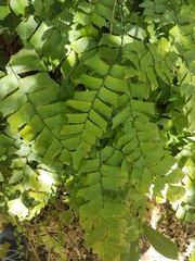 Adiantum trapeziforme
