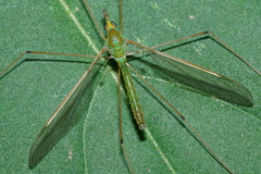 Leptotarsus virescens