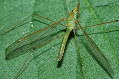 Leptotarsus virescens