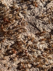 Pheidole obtusospinosa
