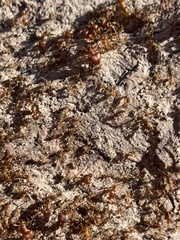 Pheidole obtusospinosa