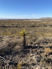 Yucca treculiana