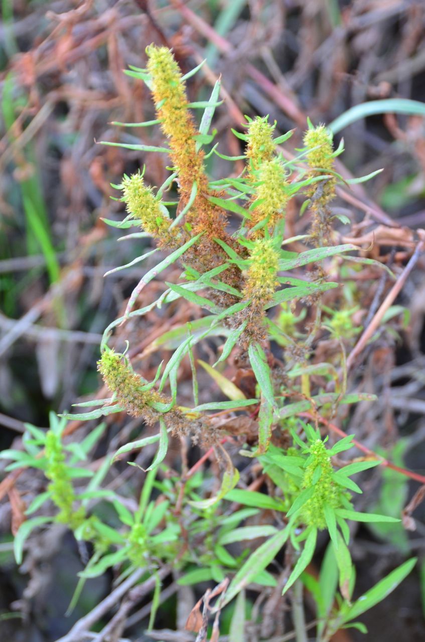 Rumex maritimus
