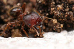 Pheidole obtusospinosa