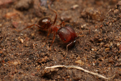 Pheidole obtusospinosa