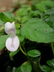 Hypoestes triflora