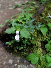 Hypoestes triflora