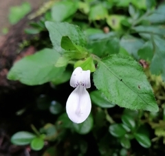 Hypoestes triflora
