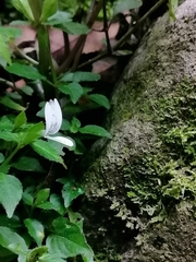 Hypoestes triflora