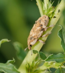 Hypolixus mastersii