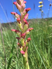 Disa brevicornis