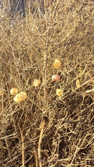 Scutellaria mexicana
