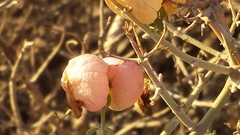 Scutellaria mexicana