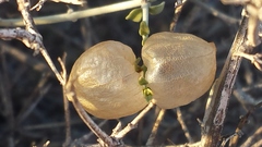 Scutellaria mexicana