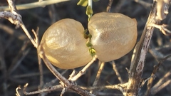Scutellaria mexicana