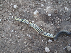 Helicops infrataeniatus