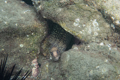 Gymnothorax cribroris