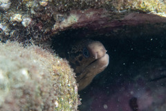 Gymnothorax cribroris